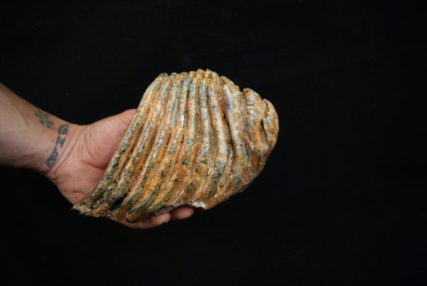 Molar fósil de mamut lanudo