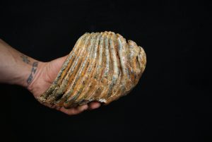 Molar fósil de mamut lanudo