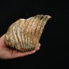 Molar fósil de mamut lanudo