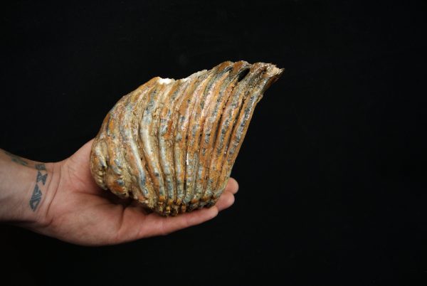 Molar fósil de mamut lanudo