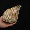 Molar fósil de mamut lanudo