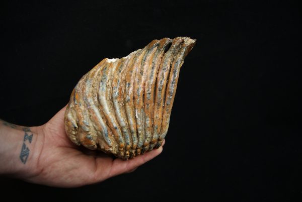 Molar fósil de mamut lanudo