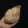 Molar fósil de mamut lanudo