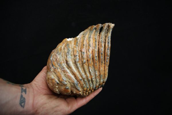 Molar fósil de mamut lanudo