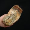 Molar fósil de mamut lanudo