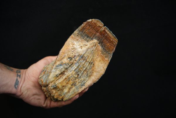 Molar fósil de mamut lanudo