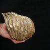Molar fósil de mamut lanudo