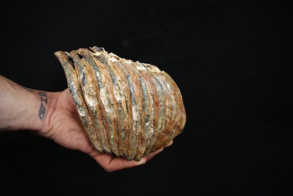 Molar fósil de mamut lanudo