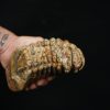 Molar fósil de mamut lanudo