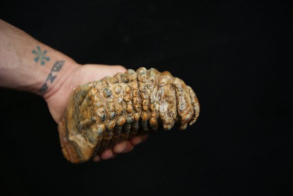 Molar fósil de mamut lanudo