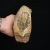 Molar fósil de mamut lanudo