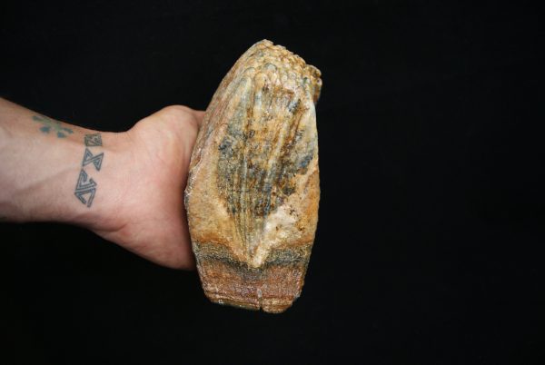 Molar fósil de mamut lanudo