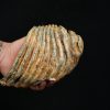 Molar fósil de mamut lanudo