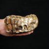 Molar fósil de mamut lanudo