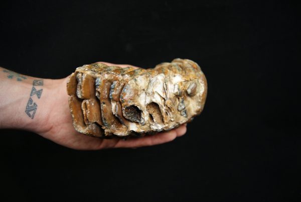 Molar fósil de mamut lanudo