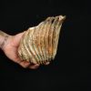 Molar fósil de mamut lanudo