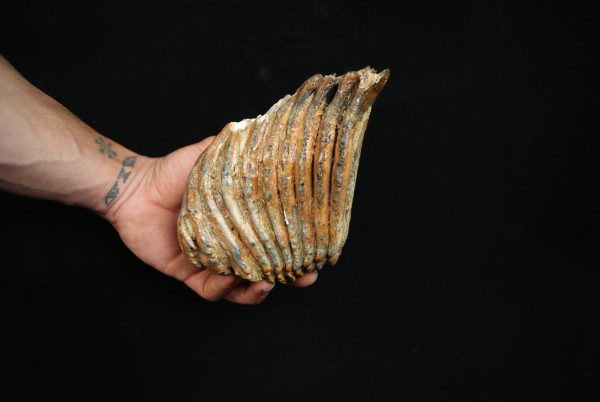 Molar fósil de mamut lanudo