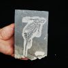 Fósil de Keichousaurus hui en matriz