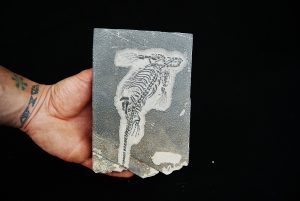 Fósil de Keichousaurus hui en matriz