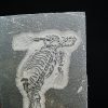 Fósil de Keichousaurus hui en matriz