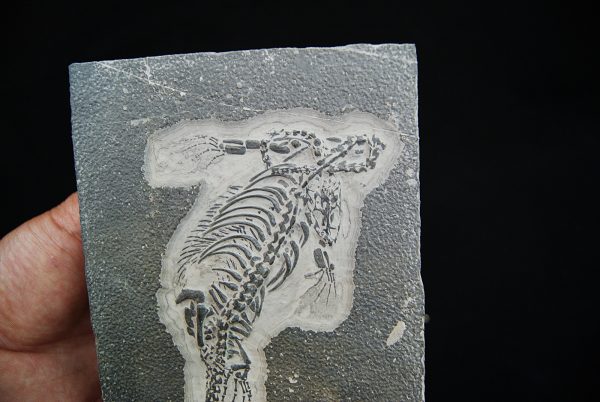 Fósil de Keichousaurus hui en matriz