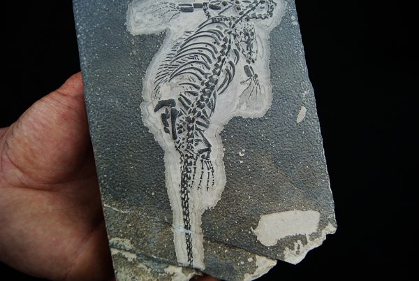 Fósil de Keichousaurus hui en matriz