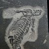 Fósil de Keichousaurus hui en matriz