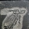 Fósil de Keichousaurus hui en matriz