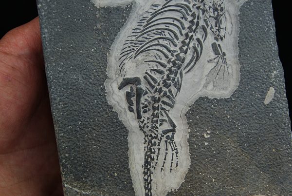 Fósil de Keichousaurus hui en matriz