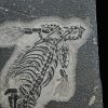 Fósil de Keichousaurus hui en matriz