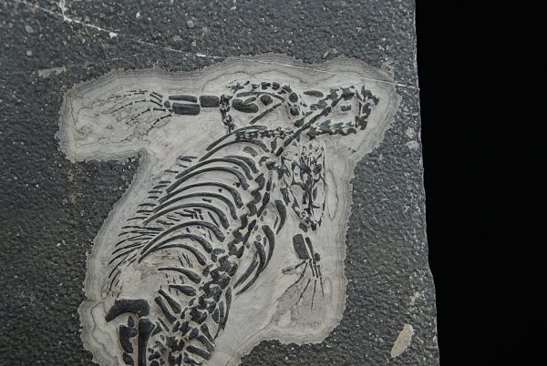 Fósil de Keichousaurus hui en matriz