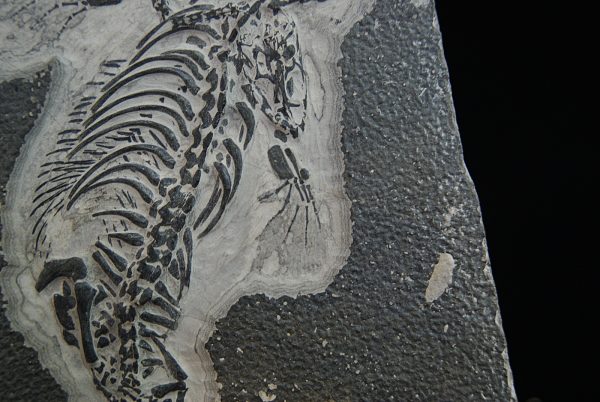 Fósil de Keichousaurus hui en matriz