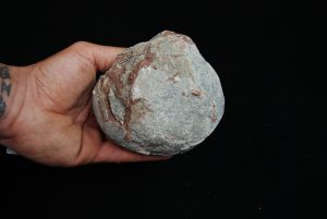 Huevo fósil de Hadrosaurio