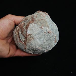 Huevo fósil de Hadrosaurio