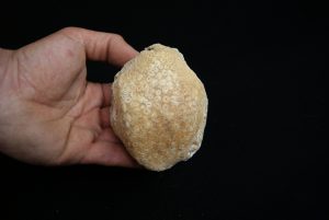 Mandíbula fósil de Eodiaphyodus granulosus