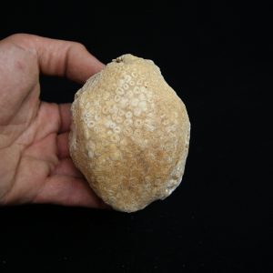 Mandíbula fósil de Eodiaphyodus granulosus