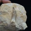 Diente fósil de Plesiosaurus en matriz
