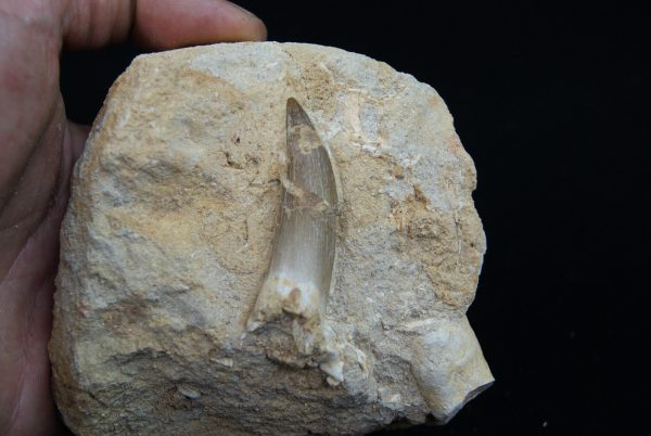 Diente fósil de Plesiosaurus en matriz