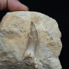 Diente fósil de Plesiosaurus en matriz