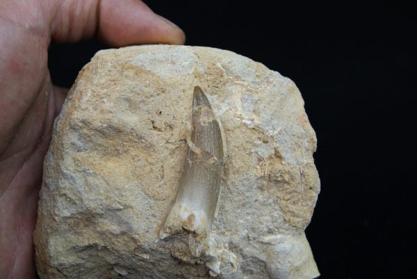 Diente fósil de Plesiosaurus en matriz