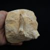 Diente fósil de Plesiosaurus en matriz