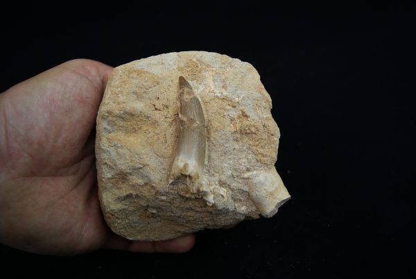 Diente fósil de Plesiosaurus en matriz