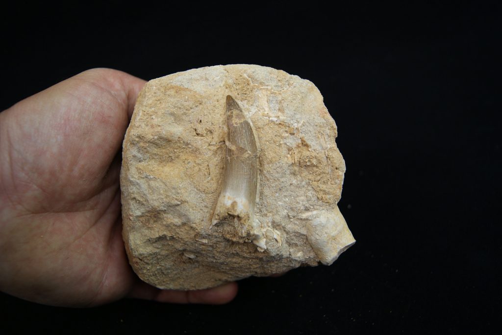 Diente fósil de Plesiosaurus en matriz