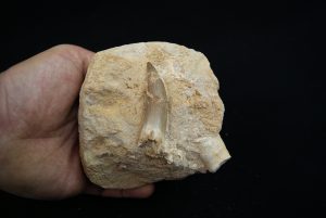 Diente fósil de Plesiosaurus en matriz