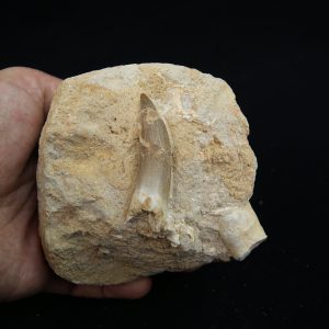 Diente fósil de Plesiosaurus en matriz