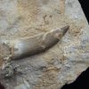 Diente fósil de Plesiosaurus en matriz