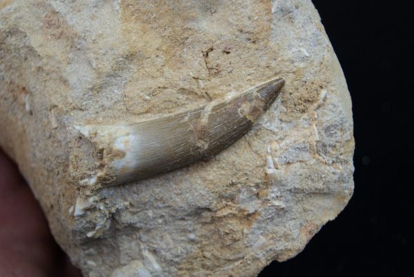 Diente fósil de Plesiosaurus en matriz