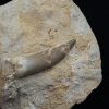 Diente fósil de Plesiosaurus en matriz