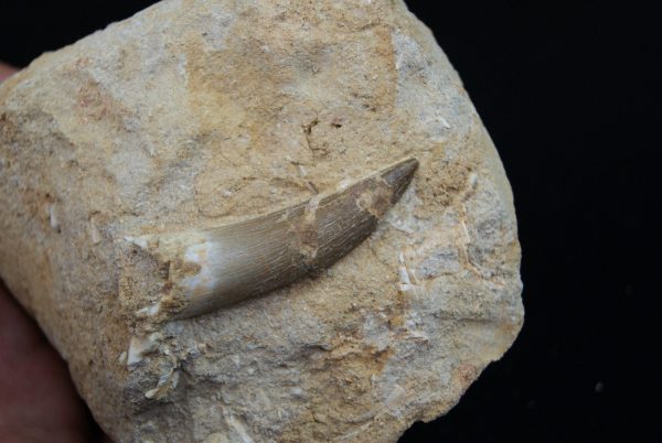 Diente fósil de Plesiosaurus en matriz