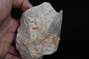 Fósil de Otodus obliquus en matriz